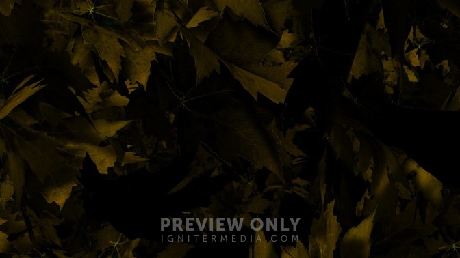 Leaves_Green_16x9.jpg