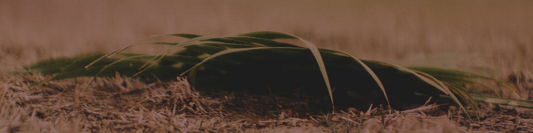 easter moments - palm sunday dark