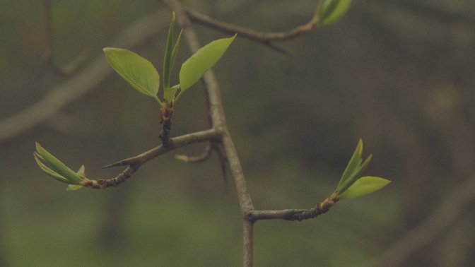 Blossoms_Buds_HD.jpg