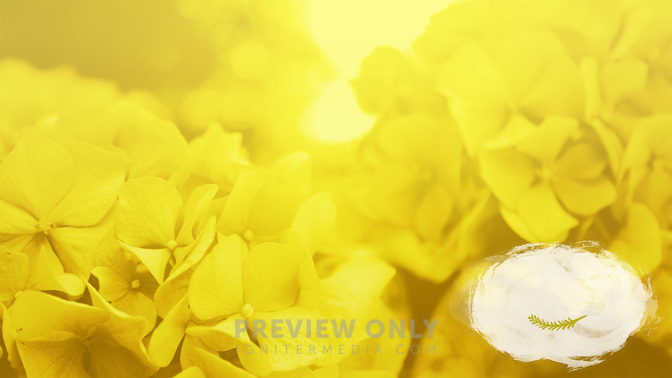 Flower_Fields-Offerings_WIDE-CONTENT-3#preset=tg_alt3.jpg