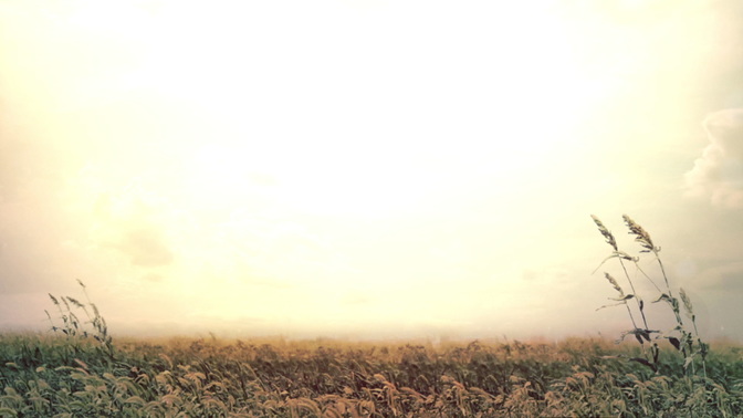 Sunset_Wheat_HD.jpg