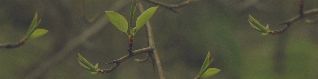 Blossoms_Buds_MS_1920x480.jpg