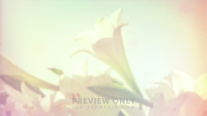 Lillies_HD.jpg