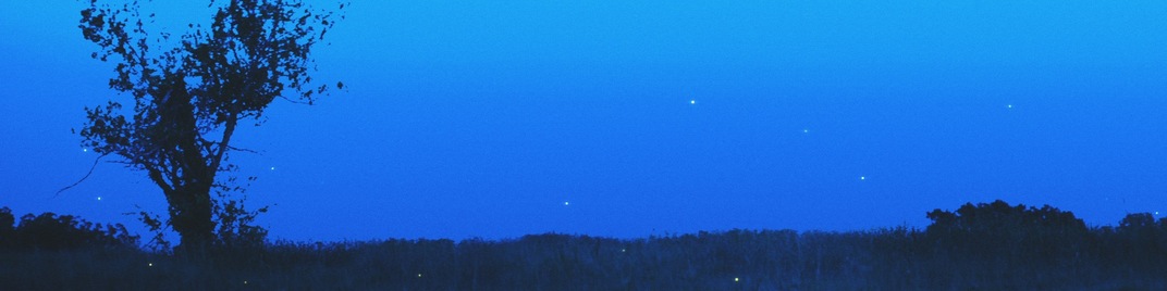 Fireflies_Field_UW_SD.jpg