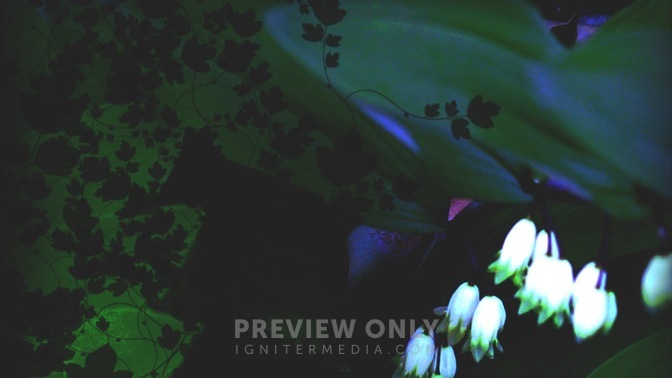 Plants_3_16x9.jpg