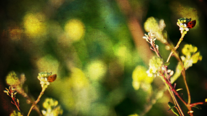 WL_Nature_Leaves_720p_Preview.jpg