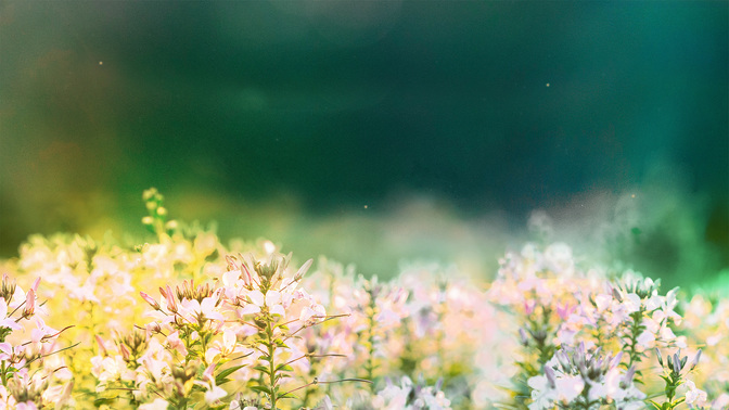 Events_Fields_of_Bloom_WIDE-TITLE-3#preset=tg_title3.jpg
