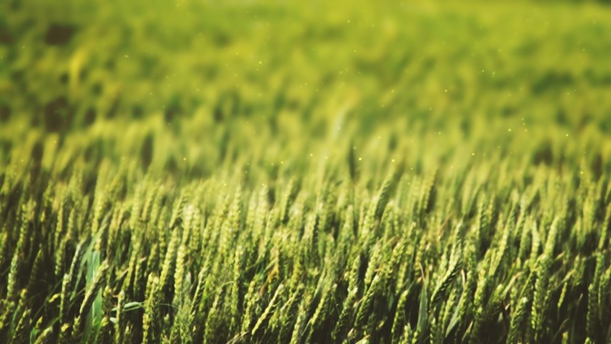 Wheat_Field_-_Green_16x9.jpg