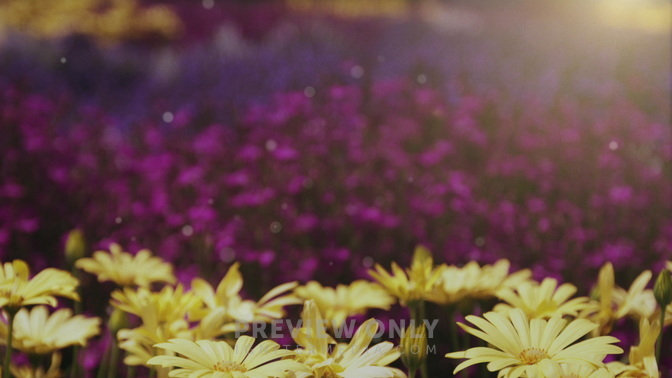 Spring_Daisies_HD.jpg