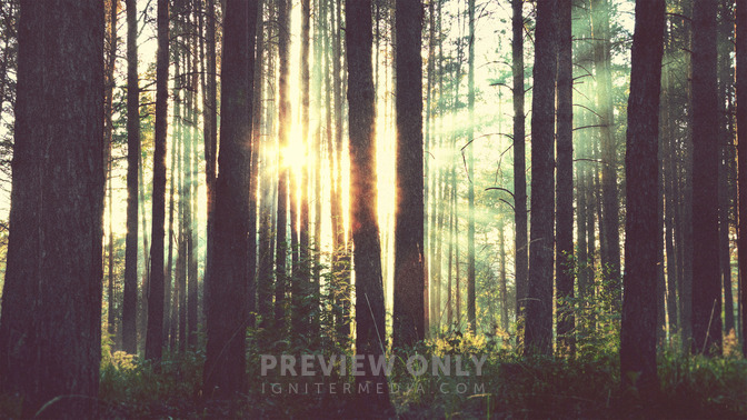 Forest_-_Welcome_16x9-BACKGROUND#preset=tg_bg.jpg