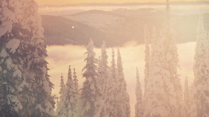 scenic christmas - tree tops
