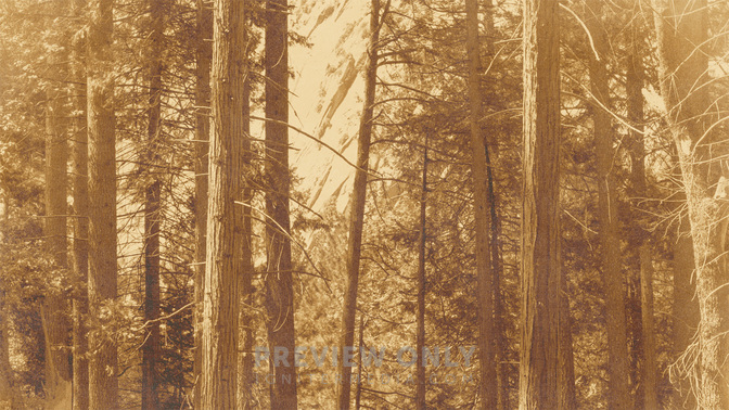 Golden_Harvest_-_Forest_16x9.jpg
