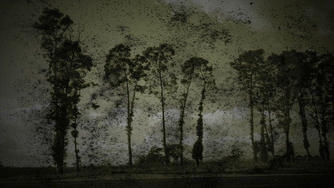 Tree_Texture_1_16x9.jpg