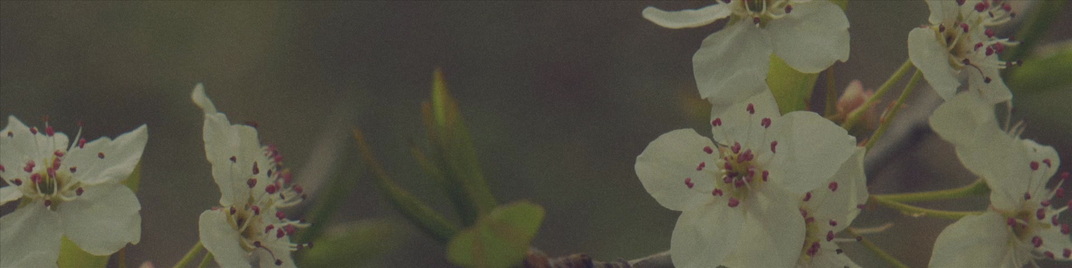 Blossoms_Close_MS_1920x480.jpg