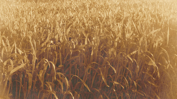 Golden_Harvest_-_Field_16x9.jpg