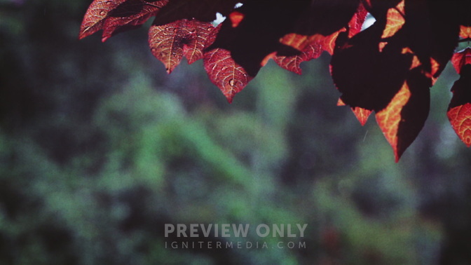 Rainy_Day_Orange_HD.jpg