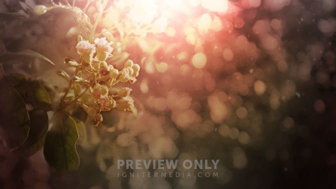 Blossoms-1280x720.jpg