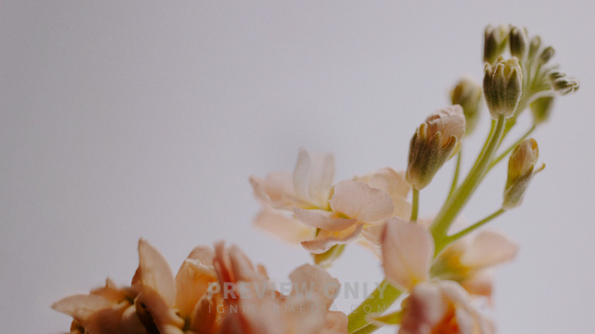 Floral_Details_Floral_Details_TT3_Mothers_Day_WIDE#preset=tg_title3.jpg