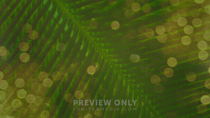 Palm_Bokeh_-_Palm_Sunday_16x9-CONTENT-3#preset=tg_alt3.jpg
