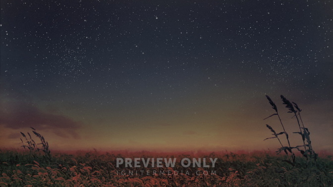 Starry_Night_Wheat_HD.jpg