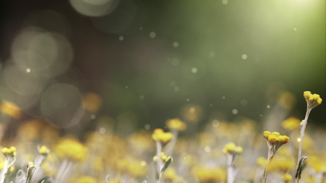 spring flora - blooms