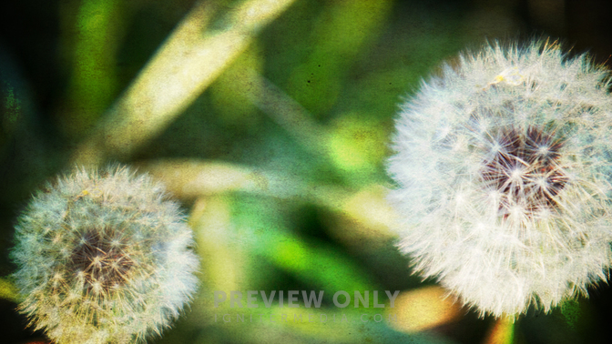 WL_Nature_Dandelion_720p_Preview.jpg