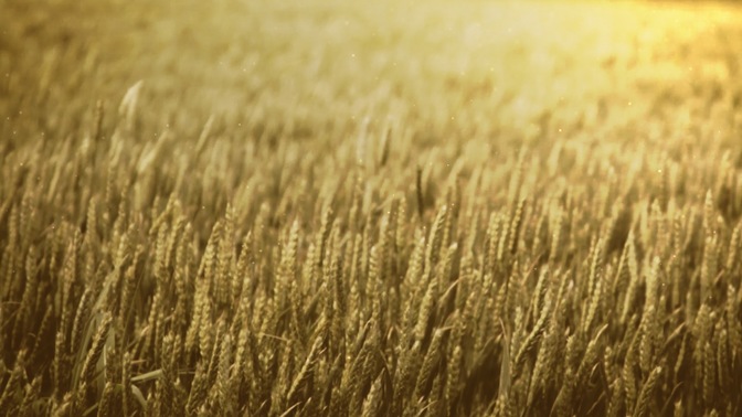 wheat field - golden