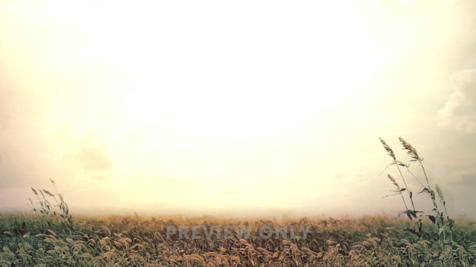 Sunset_Wheat_HD.jpg
