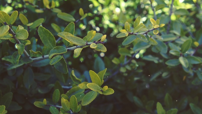 spring green - bush