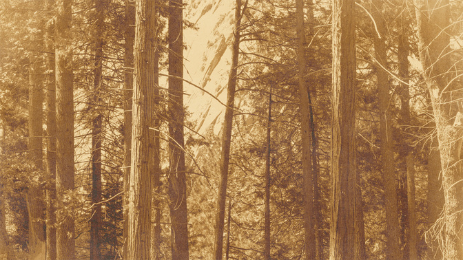 Golden_Harvest_-_Forest_16x9.jpg