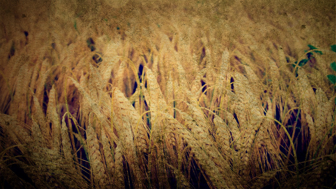 Elogio_en_Accin_de_Gracias_16x9-BACKGROUND#preset=tg_bg.jpg