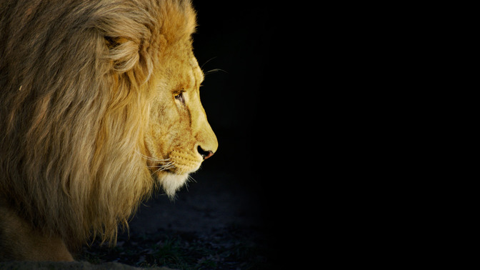 The_Lion_of_the_Tribe_of_Judah_16x9-TITLE-3#preset=tg_title3.jpg