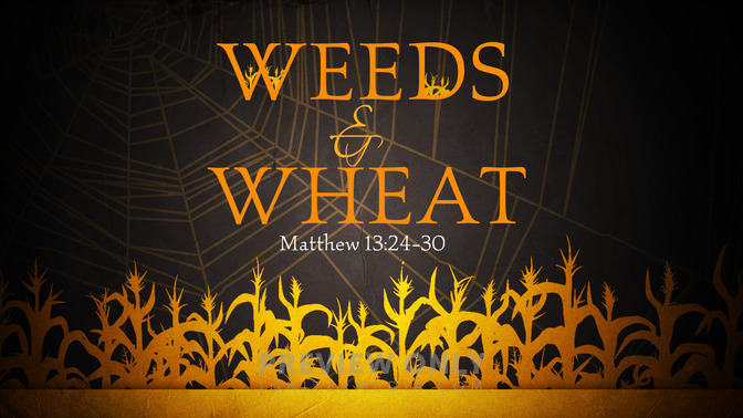 weeds & wheat