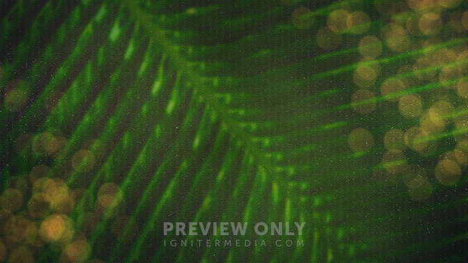 PalmBokeh_Blank_720p_Preview.jpg