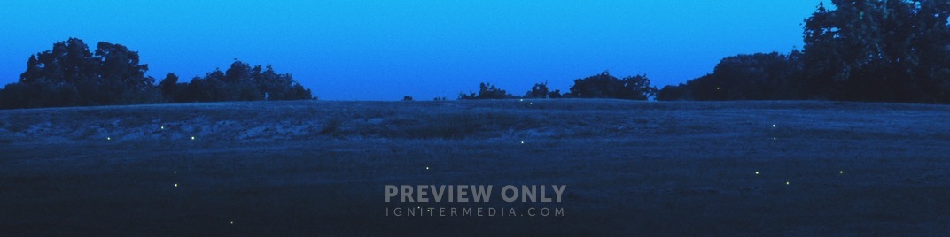 Fireflies_Hillside_UW_SD.jpg