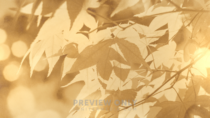 Golden_Harvest_Leaves_720p_Preview.jpg