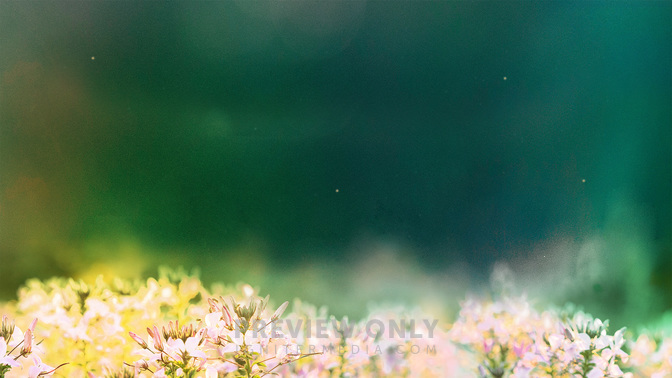 Events_Fields_of_Bloom_WIDE-CONTENT-3#preset=tg_alt3.jpg