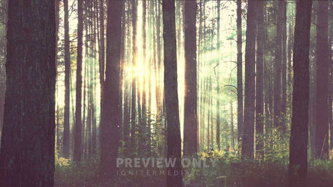 Forest_HD.jpg