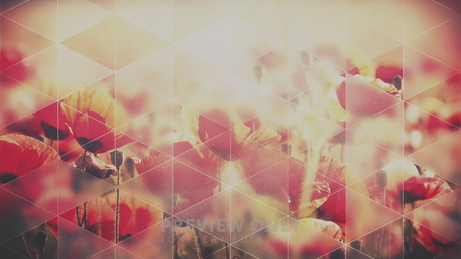 Opaque_Triangles_Poppies_HD.jpg