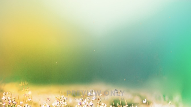 Fields_of_Bloom_6_HD.jpg