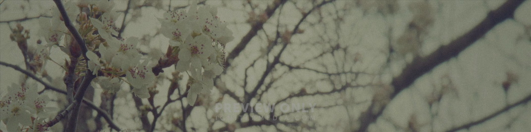 Blossoms_Many_MS_1920x480.jpg
