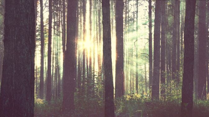 Forest_HD.jpg