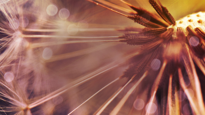 Good_Seed_16x9-TITLE-3#preset=tg_title3.jpg