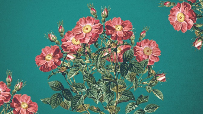 floral burst 2