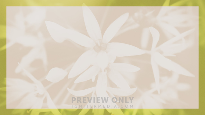 Bright_Foliage-Upcoming_Events_WIDE-BACKGROUND#preset=tg_bg.jpg