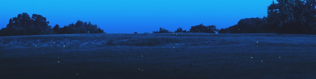 fireflies - hillside