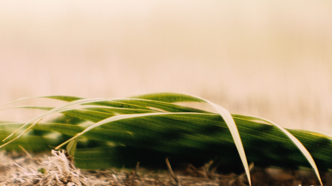 Palm Sunday Detail HD.jpg