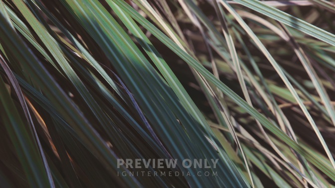 Spring_2020_Long_Grass_HD.jpg