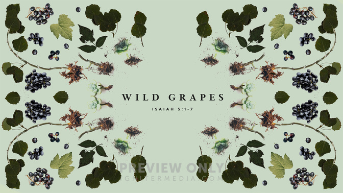 wild grapes