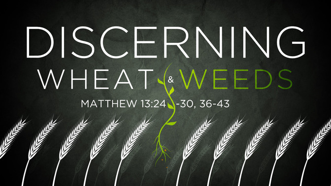discerning wheat & weeds